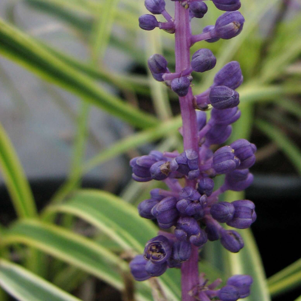 Silvery Sunproof Lilyturf (7912524447999)