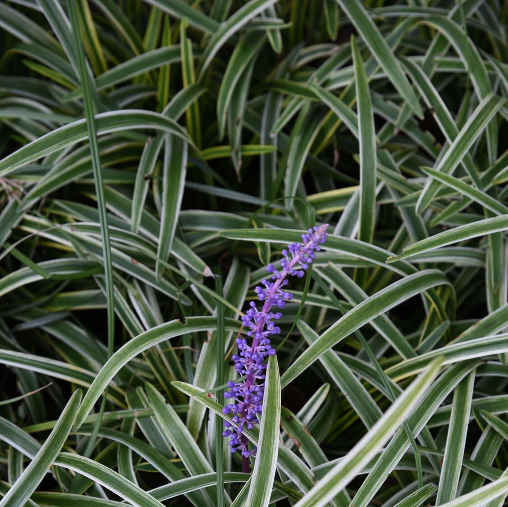 Silvery Sunproof Lilyturf (7912524447999)