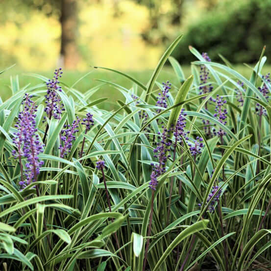 Silvery Sunproof Lilyturf (7912524447999)