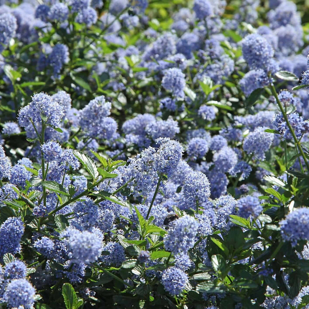 Skylark California Lilac (7892976107775)