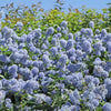 Skylark California Lilac