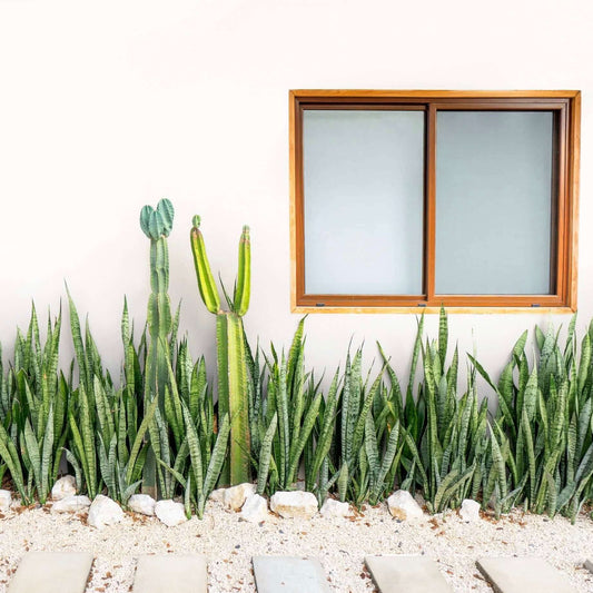 Snake Plant (Sansevieria trifasciata)