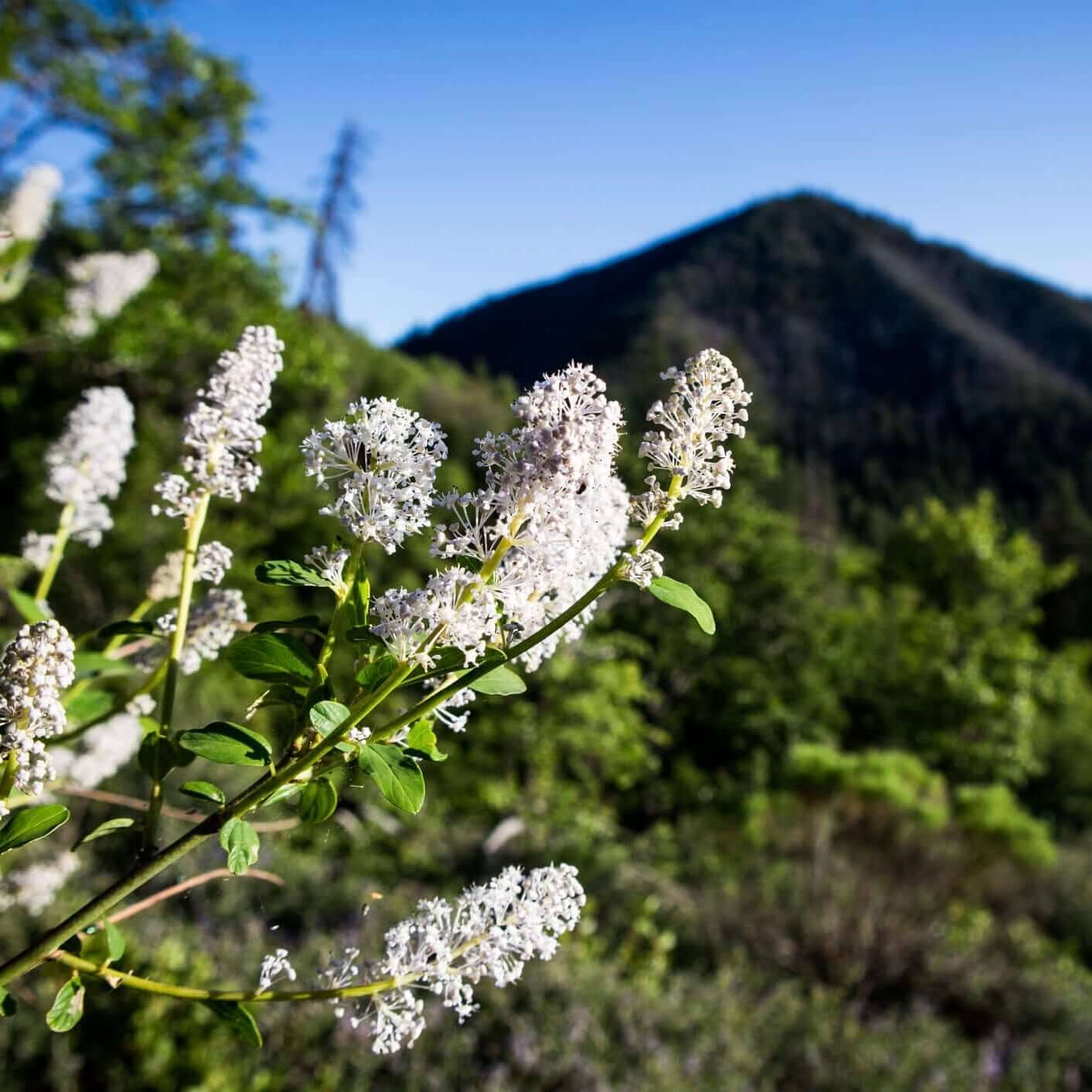 Snow Flurry California Lilac (7893014216959)