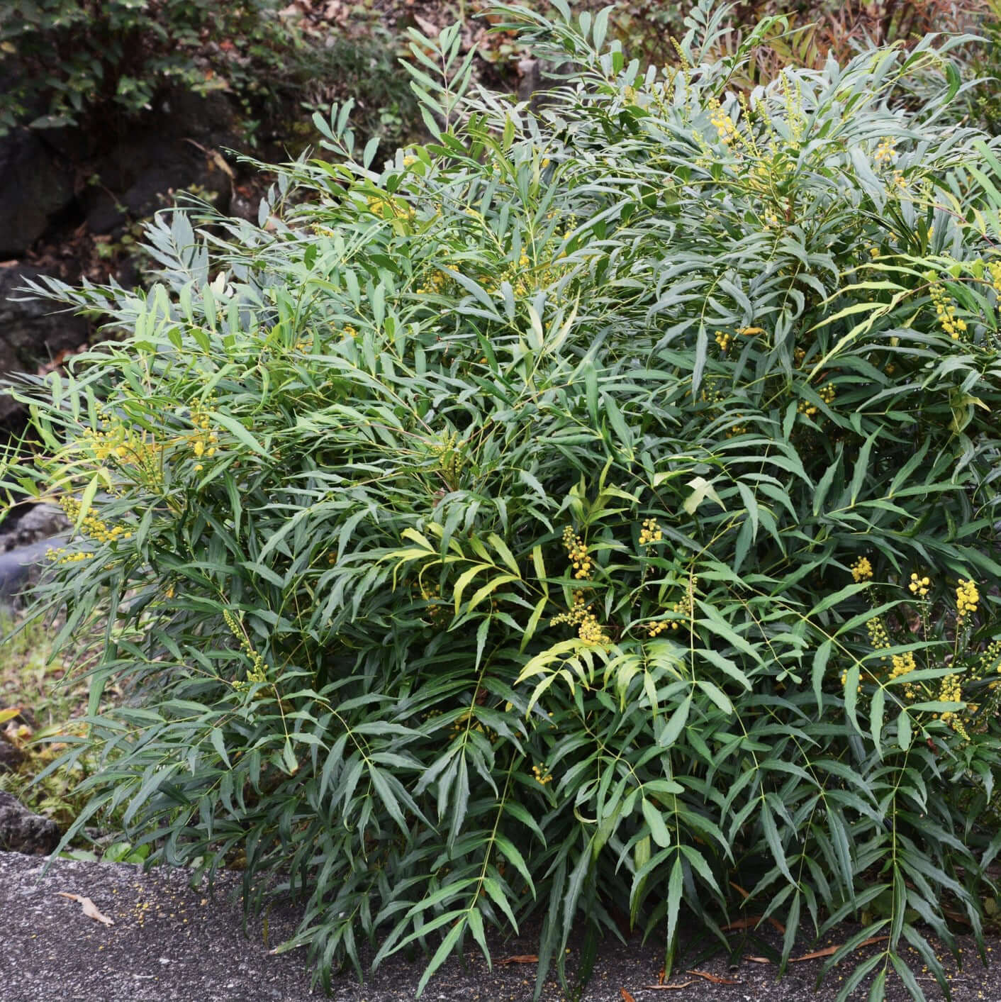 Soft Caress Mahonia (7909600854271)