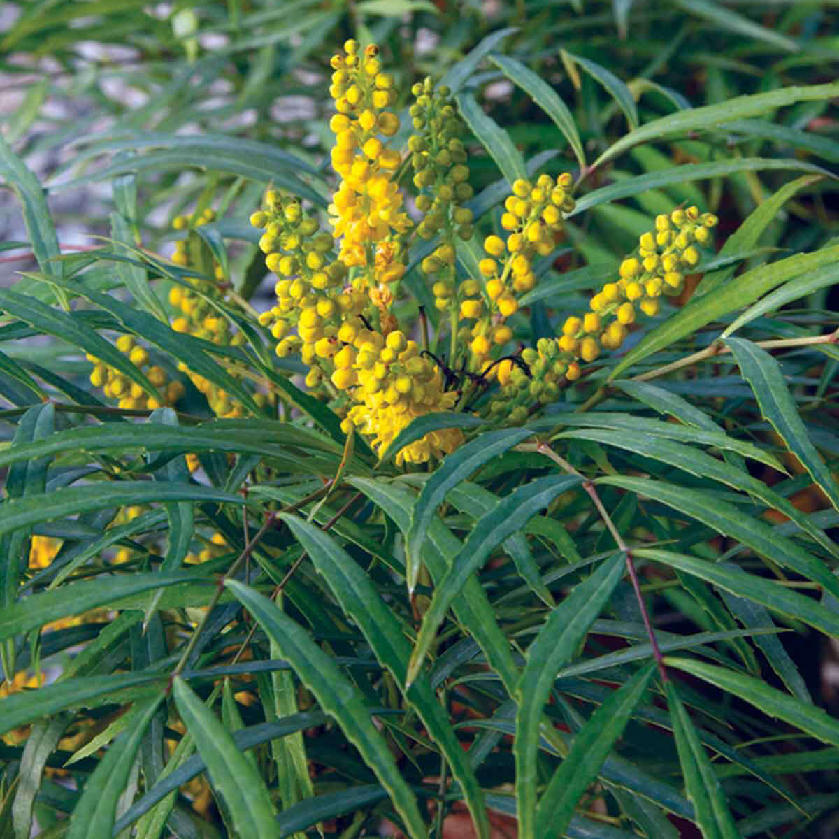 Soft Caress Mahonia (7909600854271)