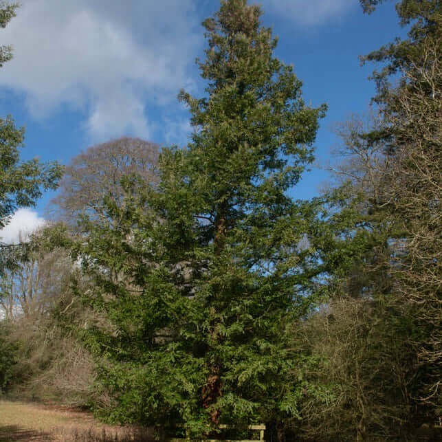 Soquel Coast Redwood (7823953690879)