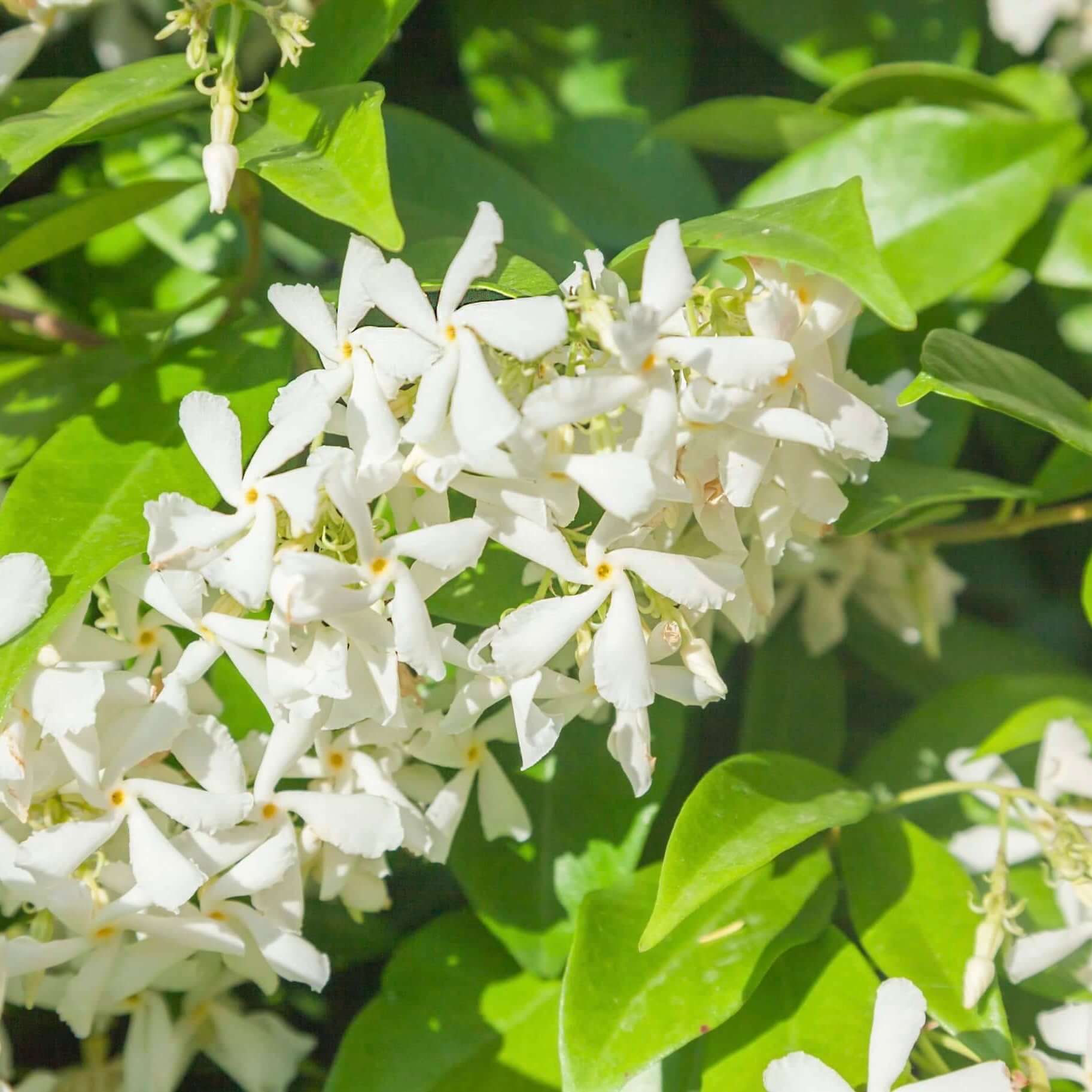 Star Jasmine (Trachelospermum jasminoides Bush)