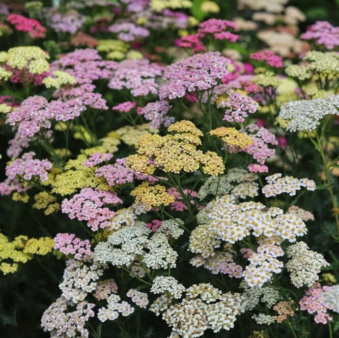 Yarrow
