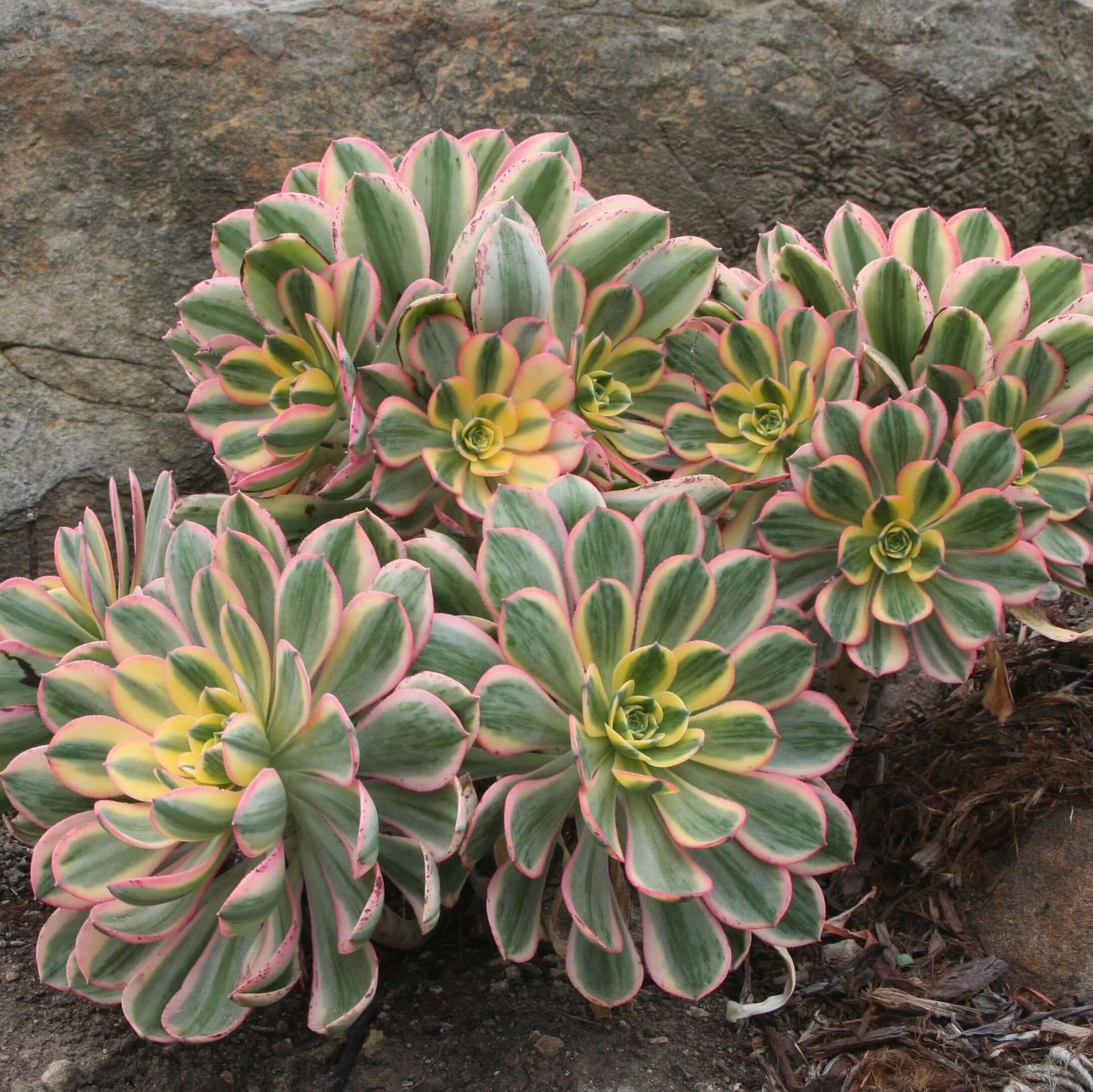 echeveria sunburst succulent Aeonium Sunburst – Plants Express