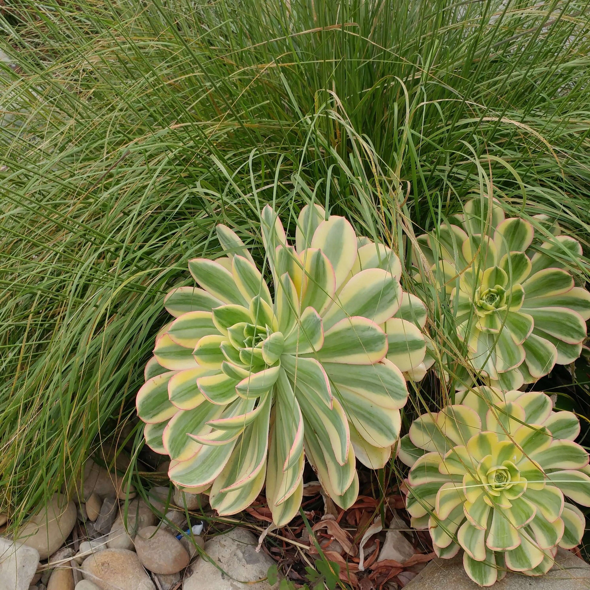 sunburst succulent for sale Aeonium Sunburst – Plants Express