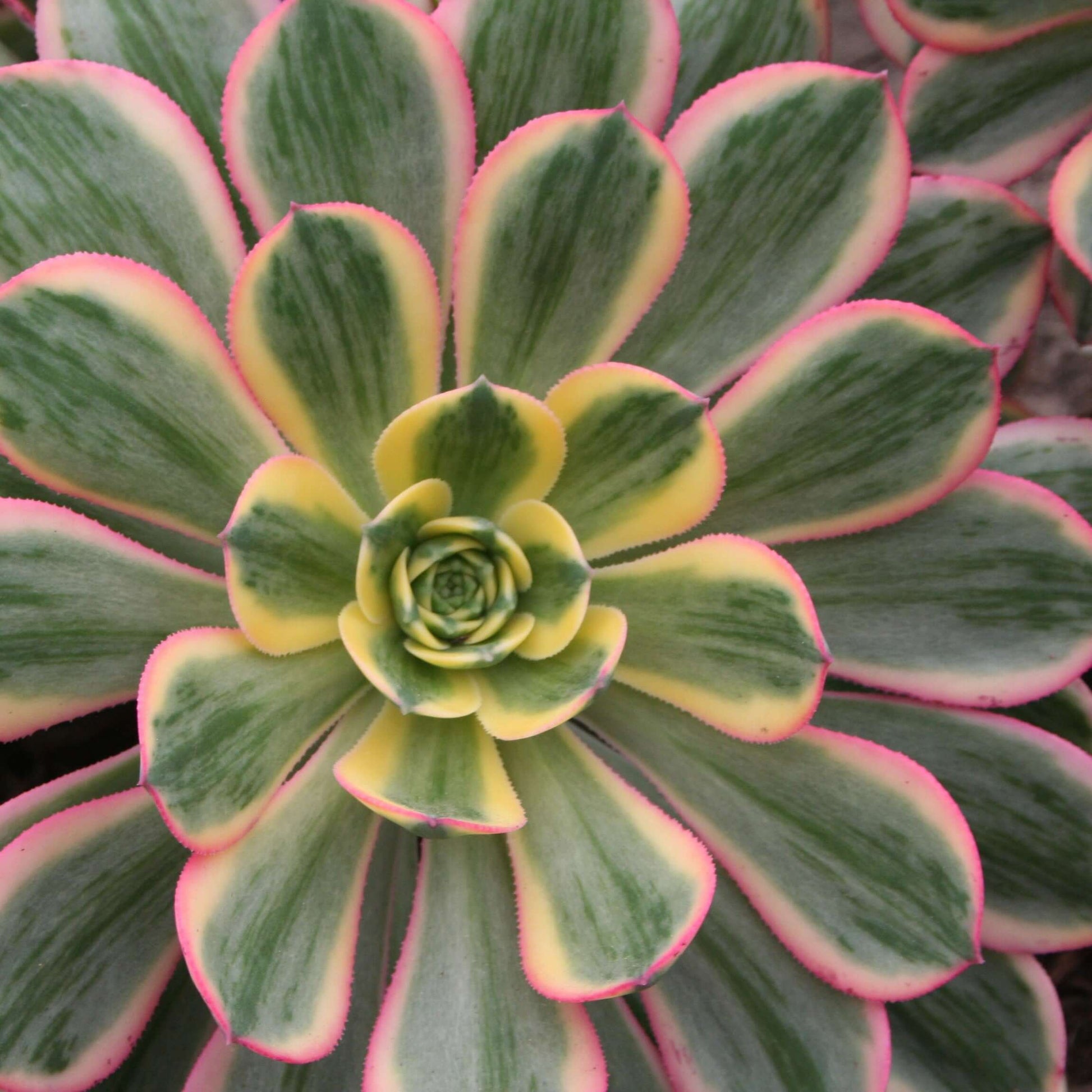 succulent sunburst Aeonium Sunburst 1 Gallon