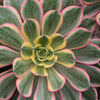 Aeonium Sunburst