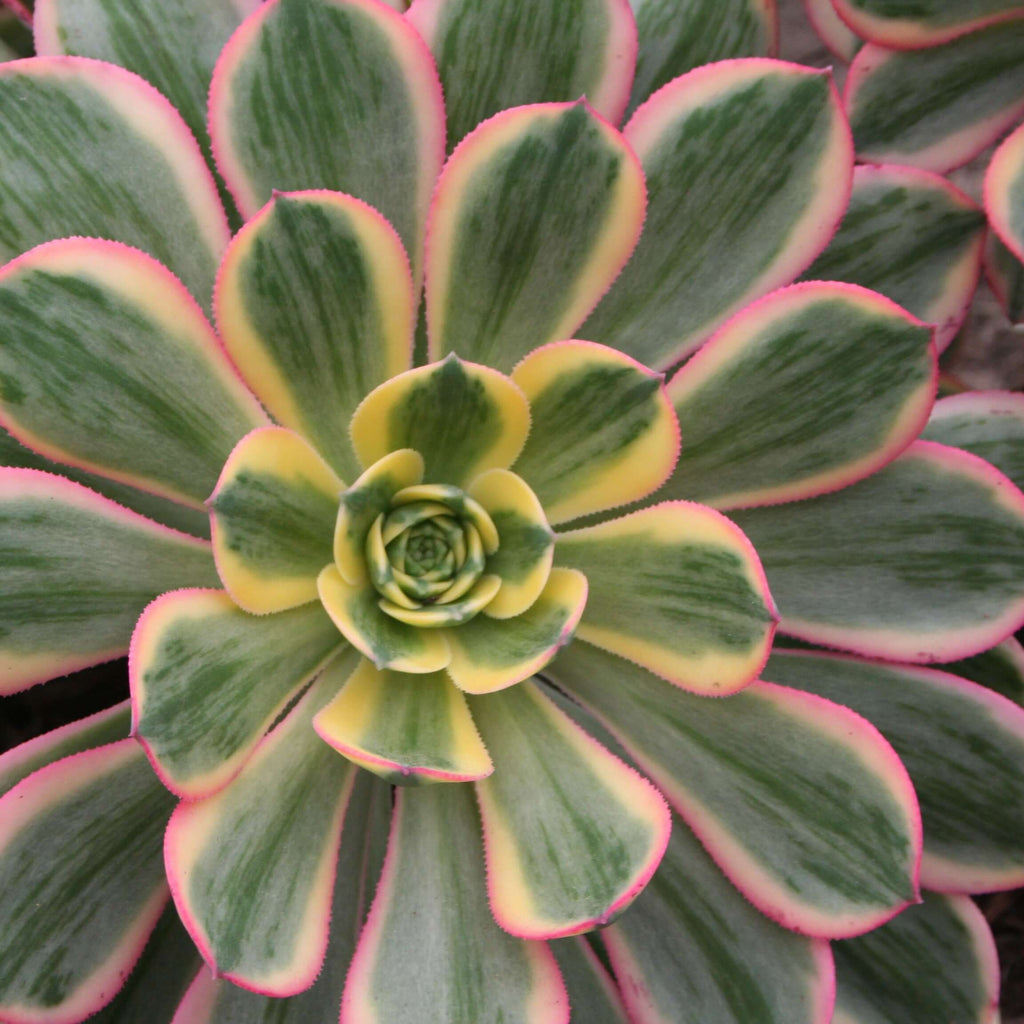 Sunburst Aeonium (7916131877119)