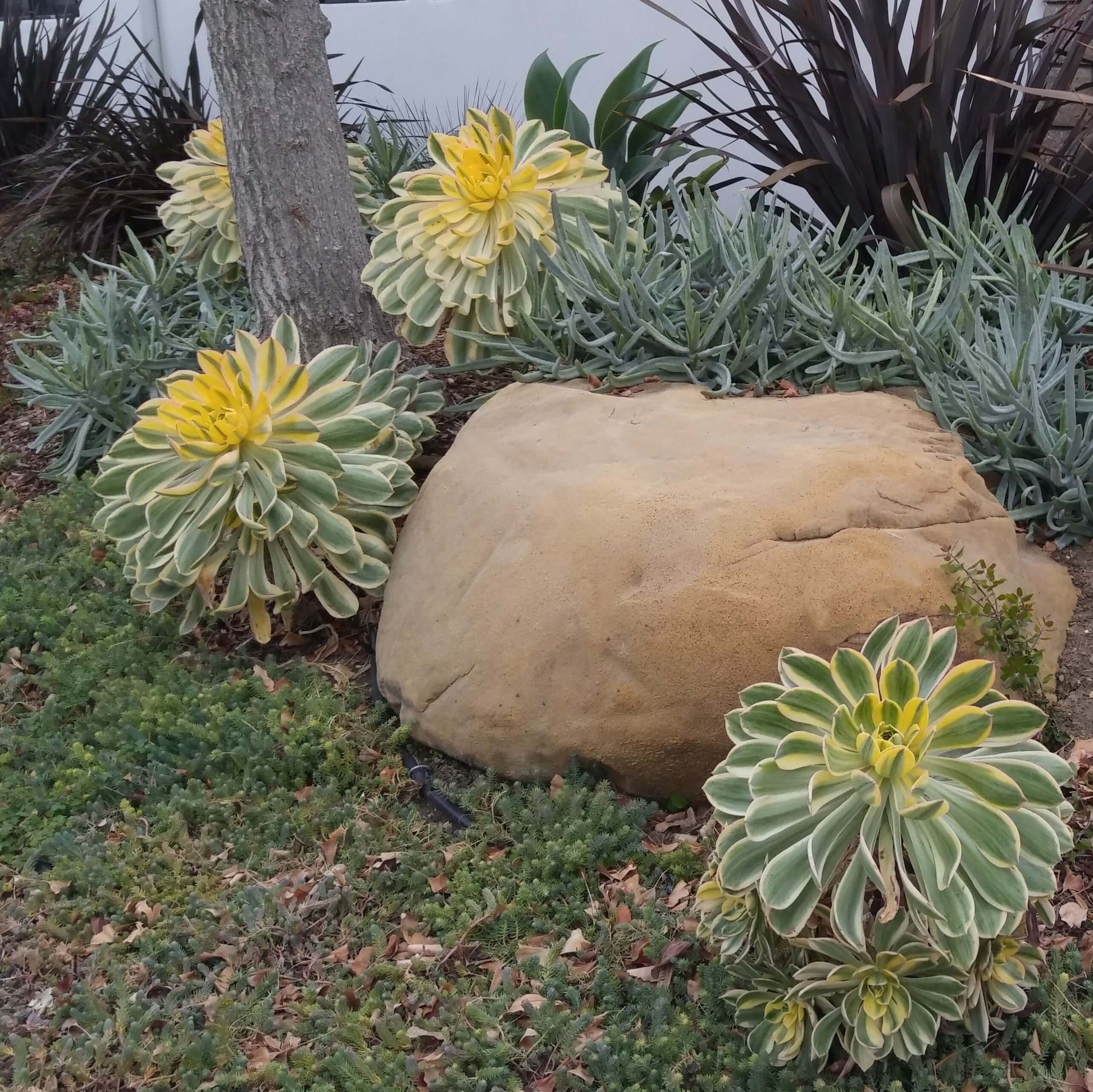 aeonium sunburst succulent Aeonium Sunburst – Plants Express