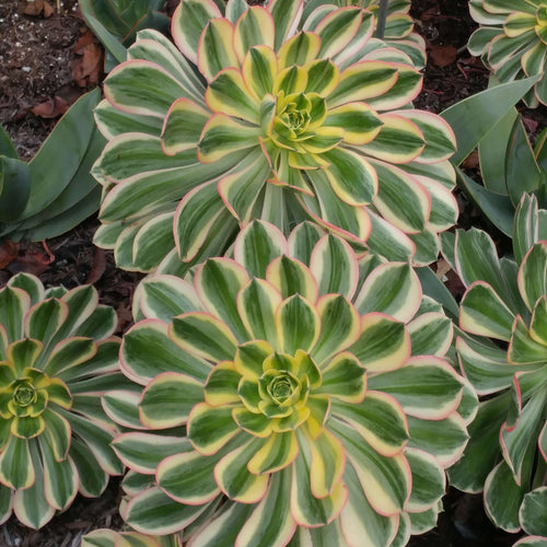 Sunburst Aeonium (7916131877119)