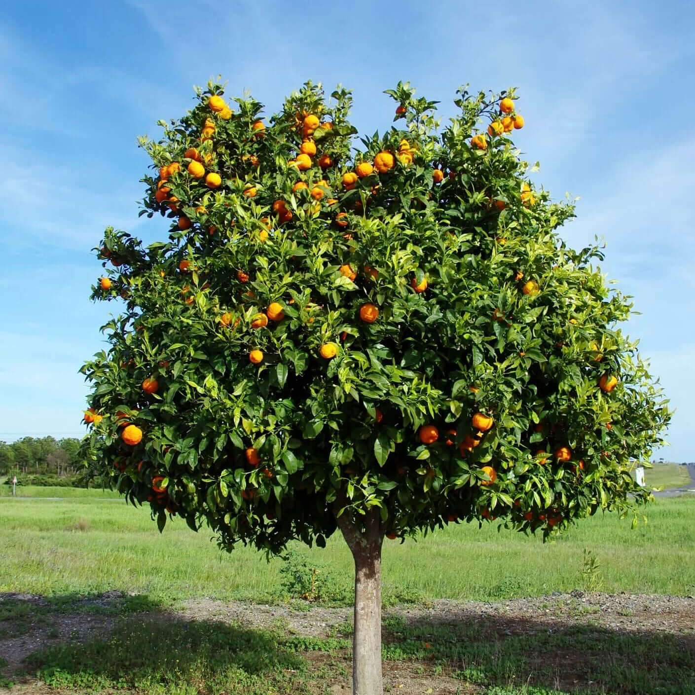 Tango Mandarin Tree (7863714054399)