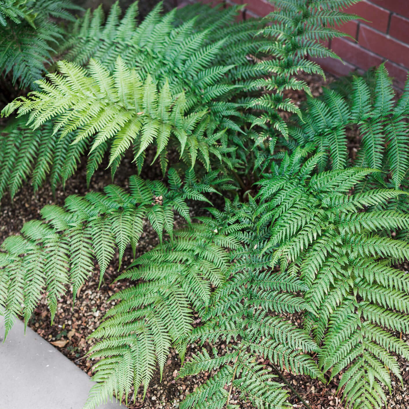 Tasmanian Tree Fern (Dicksonia antarctica)