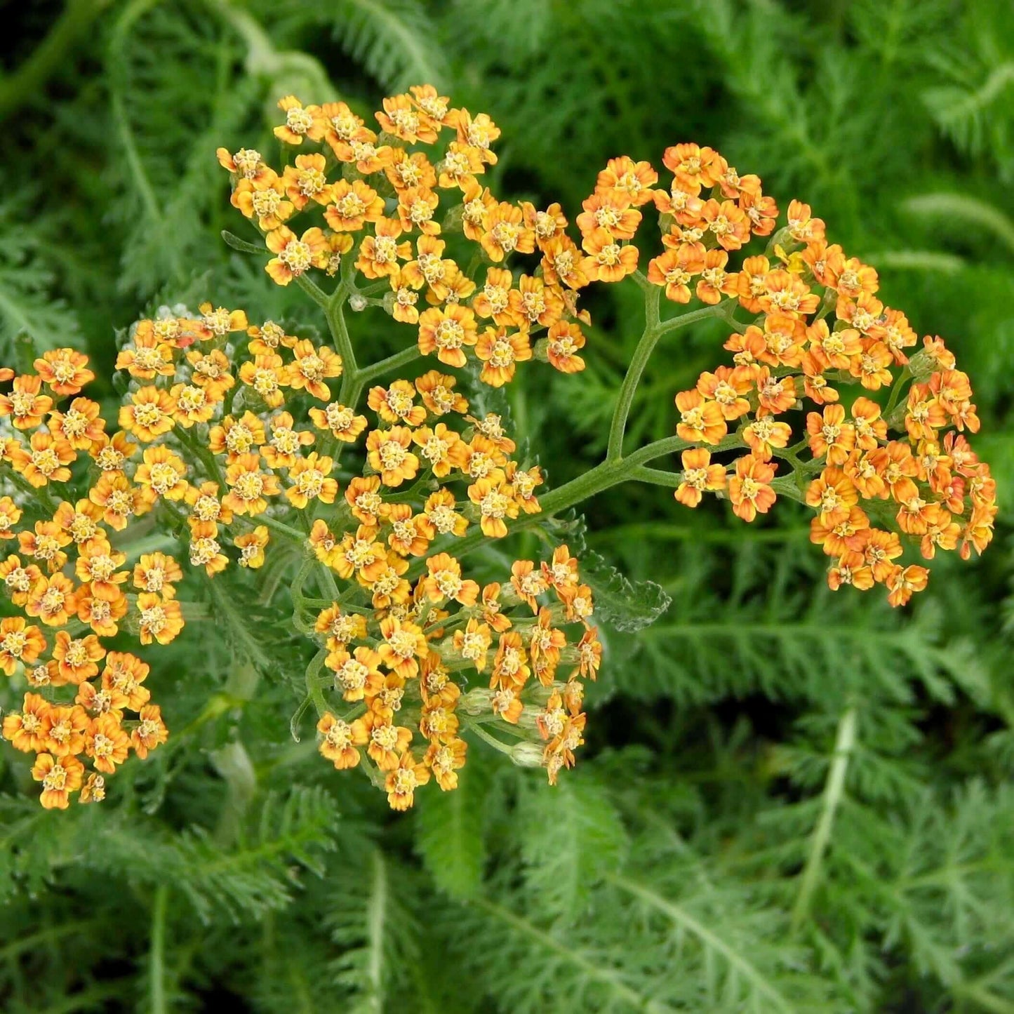 Terra Cotta Yarrow (7918091010303)