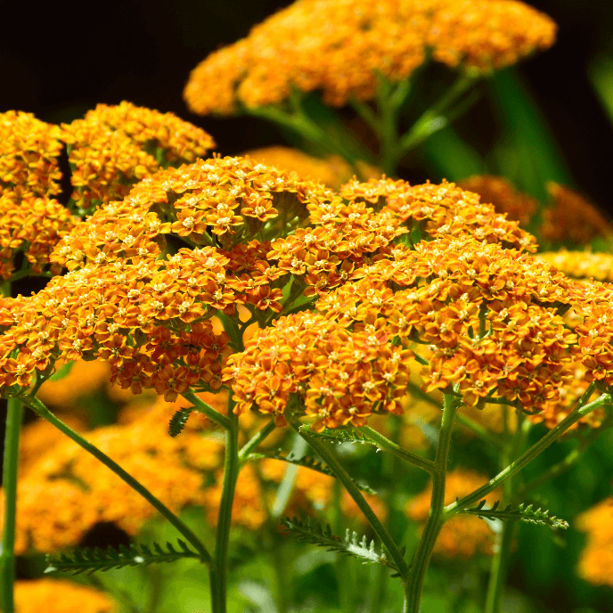 Terra Cotta Yarrow (7918091010303)