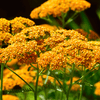Terra Cotta Yarrow