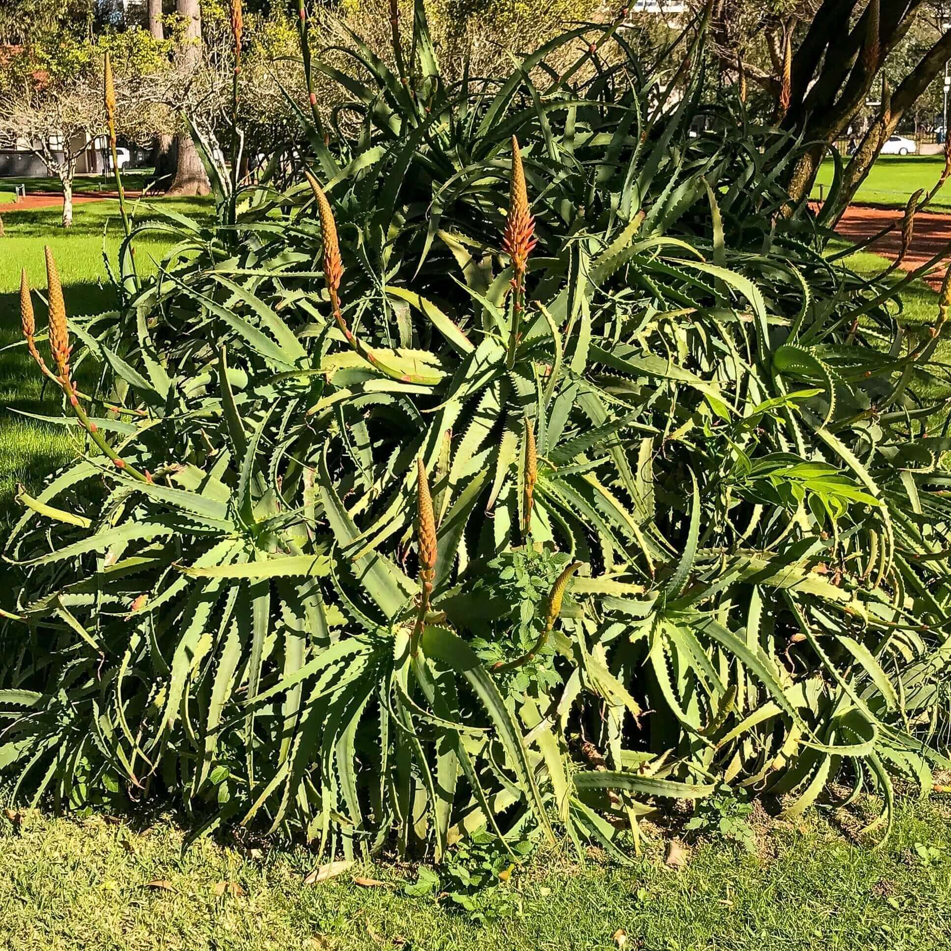 torch succulent Torch Aloe (Aloe arborescens) – Plants Express