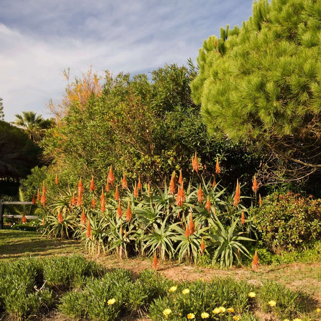 aloe vera arborescens plant Torch Aloe (Aloe arborescens) – Plants Express
