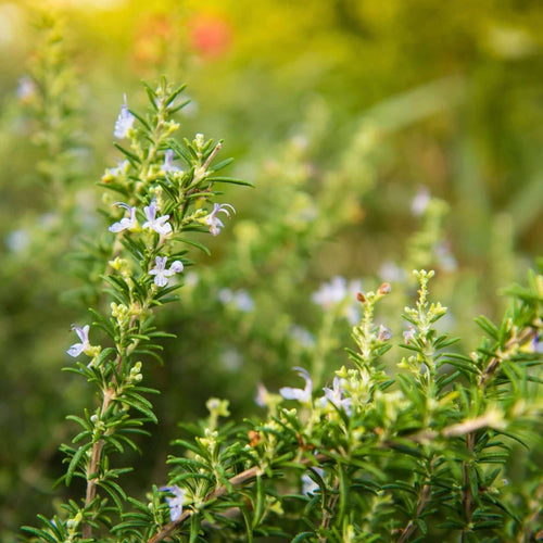 Trailing Rosemary for Sale