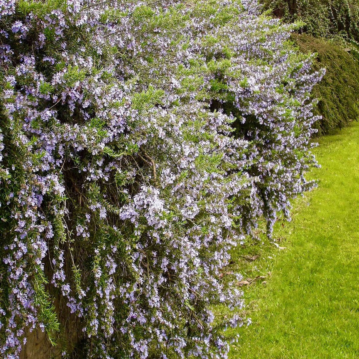 Thrailing Trailing Rosemary Plant