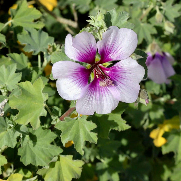 Mallow flowers blue kg excellent 2x500