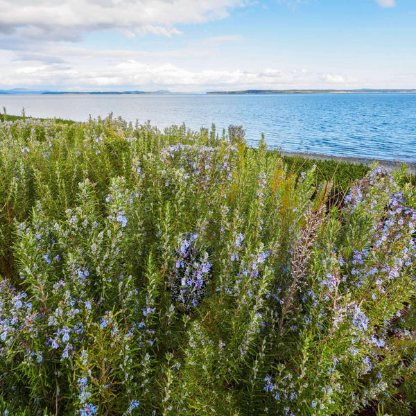 ローズマリー Rosmarinus officinalis 'Tuscan Blue' - Rosemary – Plants Express