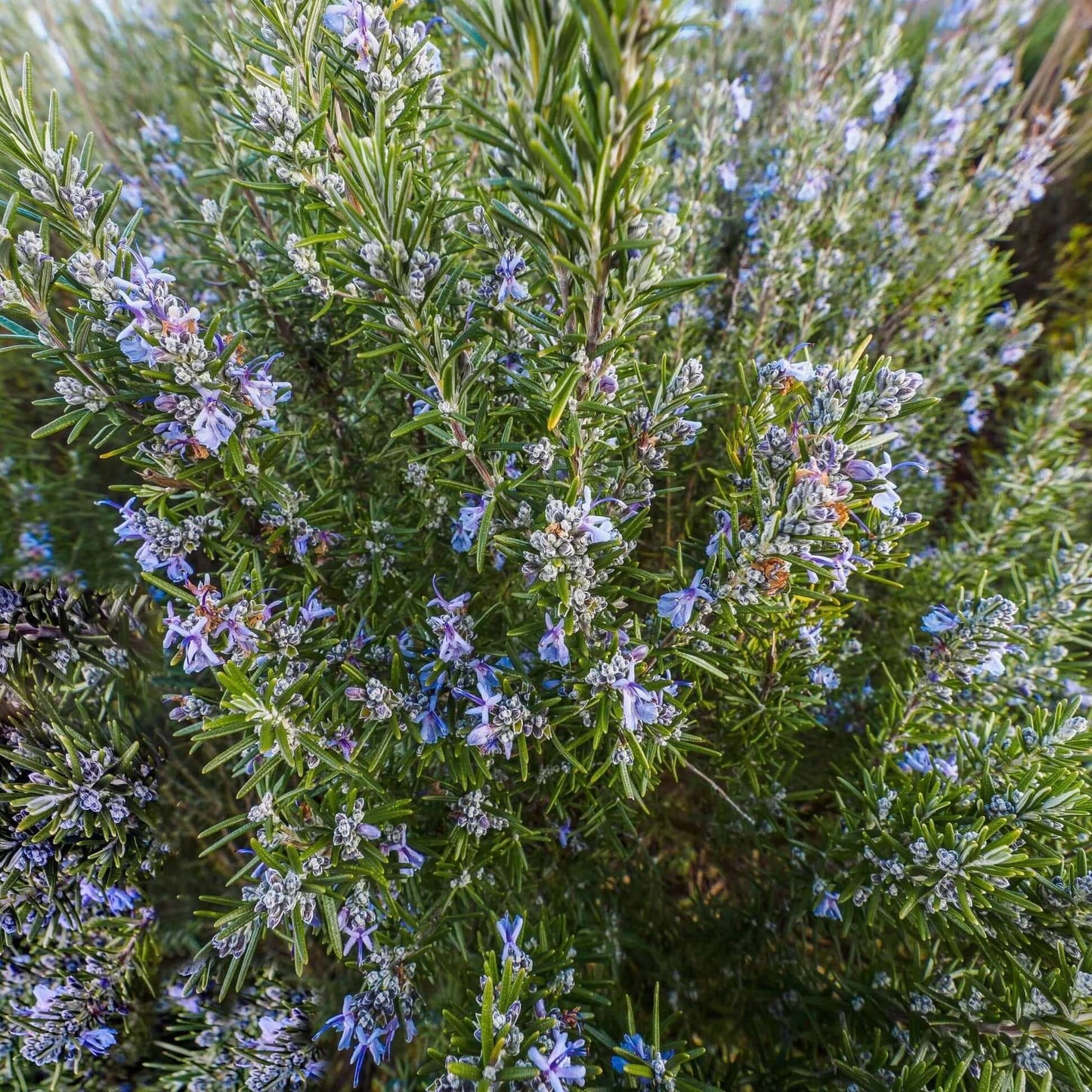 Tuscan Blue Upright Rosemary (7823953232127)