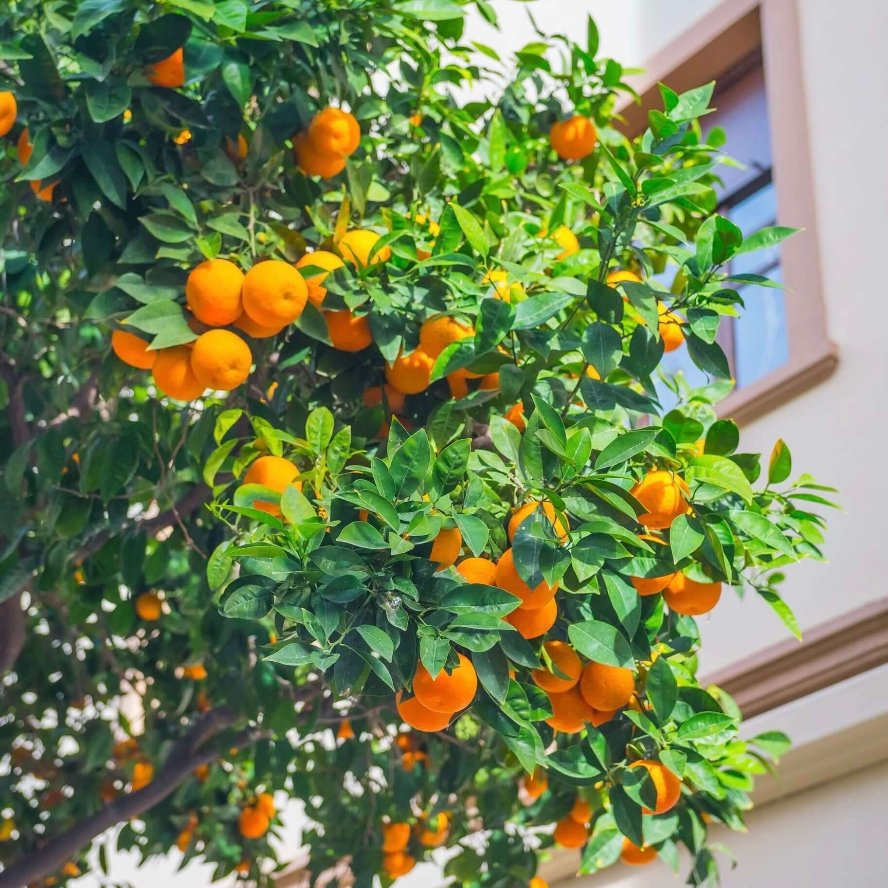 Valencia Orange Tree (7863714251007)