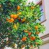 Valencia Orange Tree
