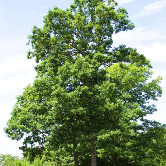 Valley Oak Tree (7823953101055)