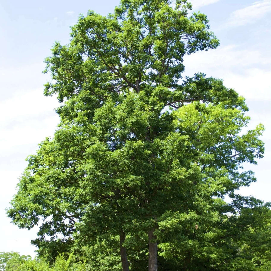 Oak Trees for Sale | Plants Express