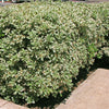 Variegated Japanese Pittosporum