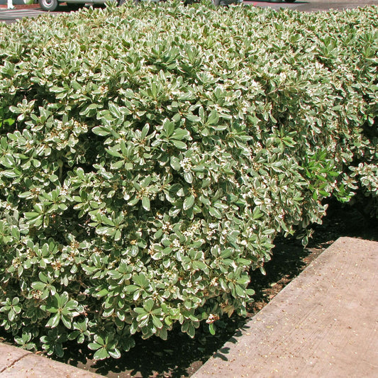 Variegated Japanese Pittosporum (7908059775231)