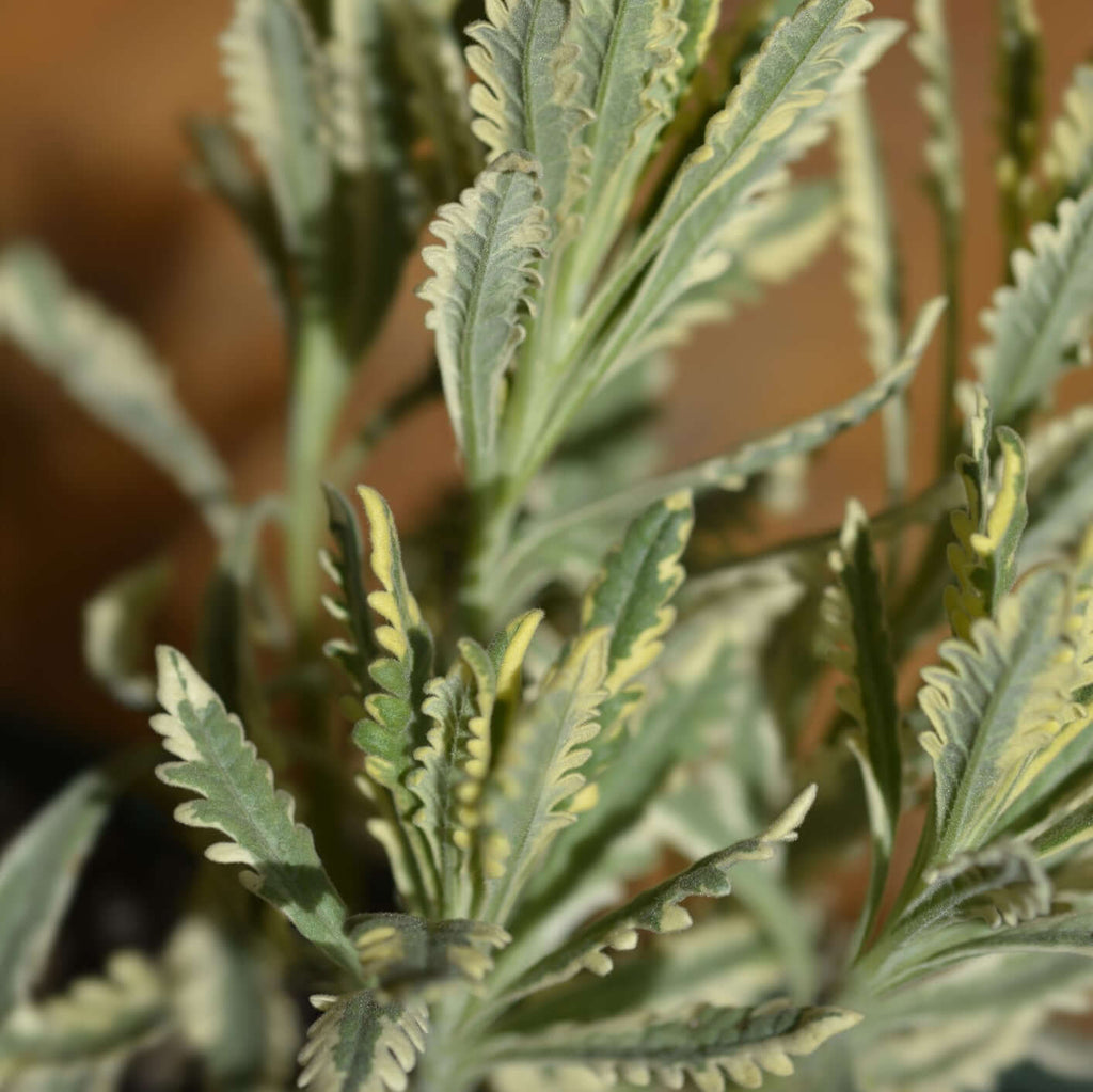 Variegated Meerlo's Lavender (7912524185855)