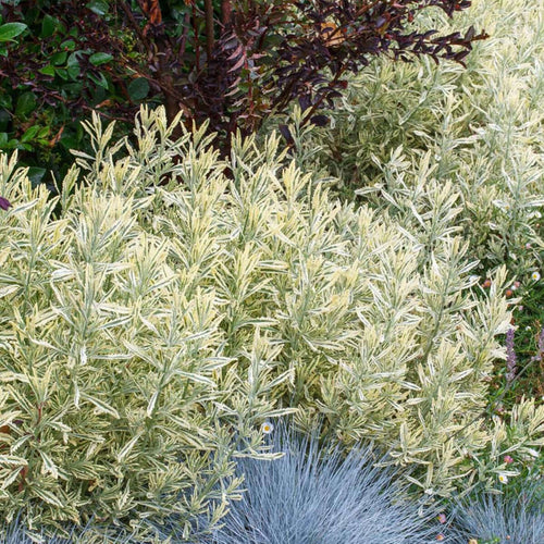 variegated lavender plants 5 Gal. Meerlo Lavender (Lavandula x allardii 'Meerlo')
