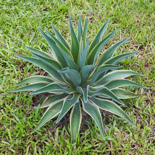 Variegated Dwarf Smooth Agave (Agave desmettiana 'Variegata')  Plants  Express