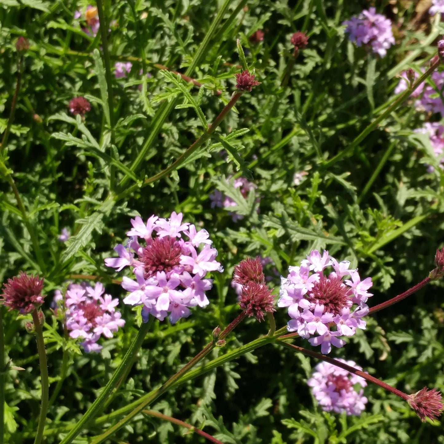 Verbena lilacina 'De La Mina' (7898265977087)