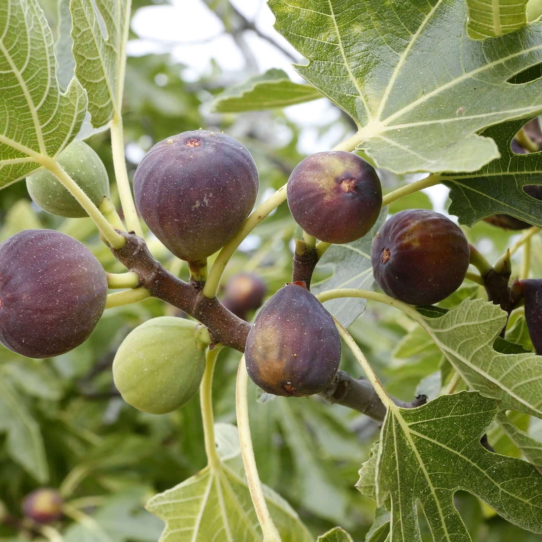 Violette de Bordeaux Fig Tree - PlantsExpress.com