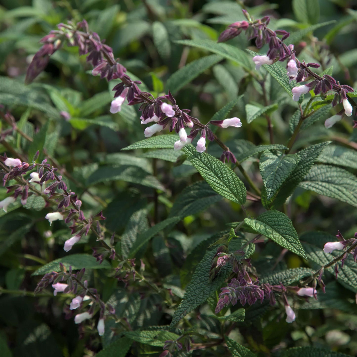 Salvia Waverly (8008372617471)