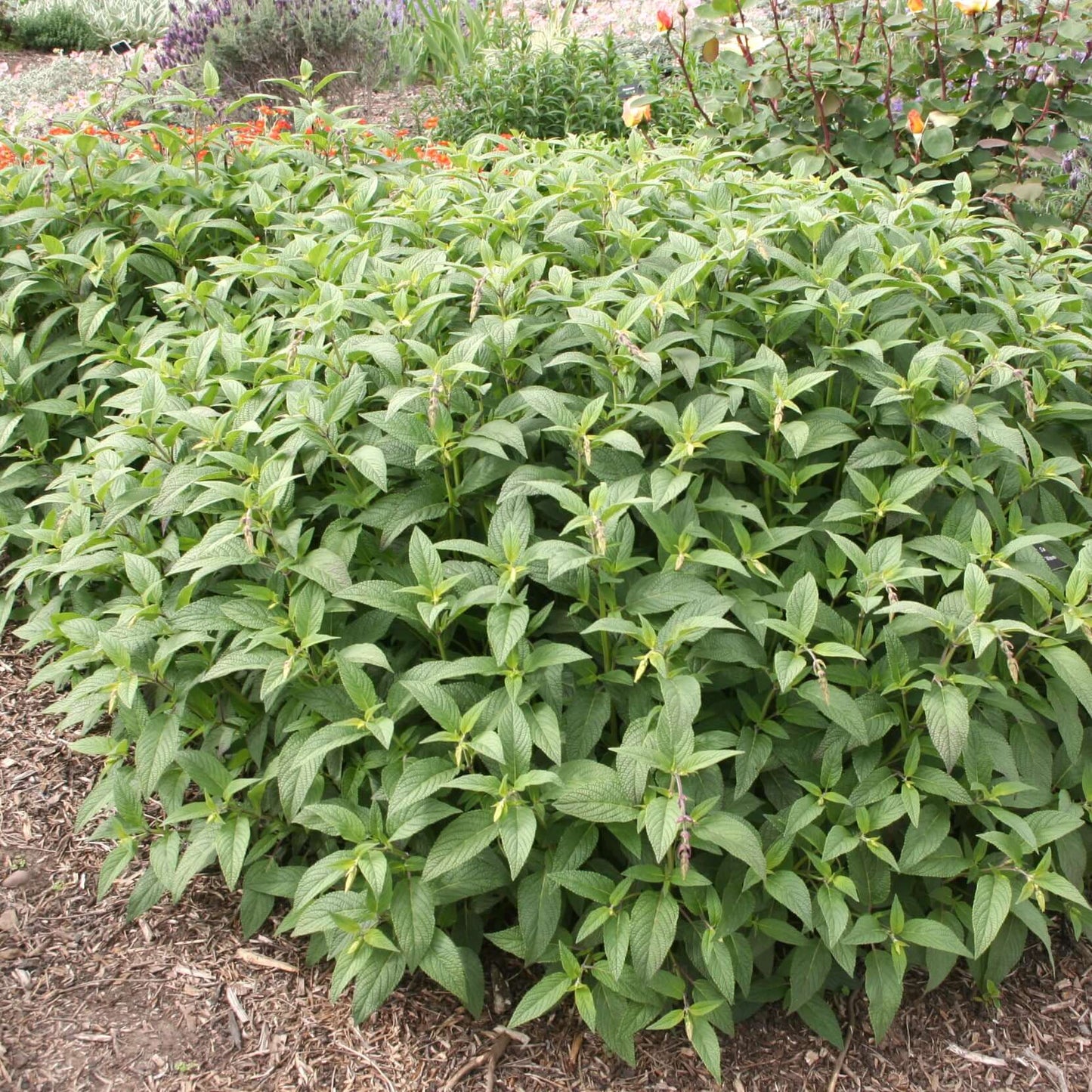 Salvia Waverly (8008372617471)