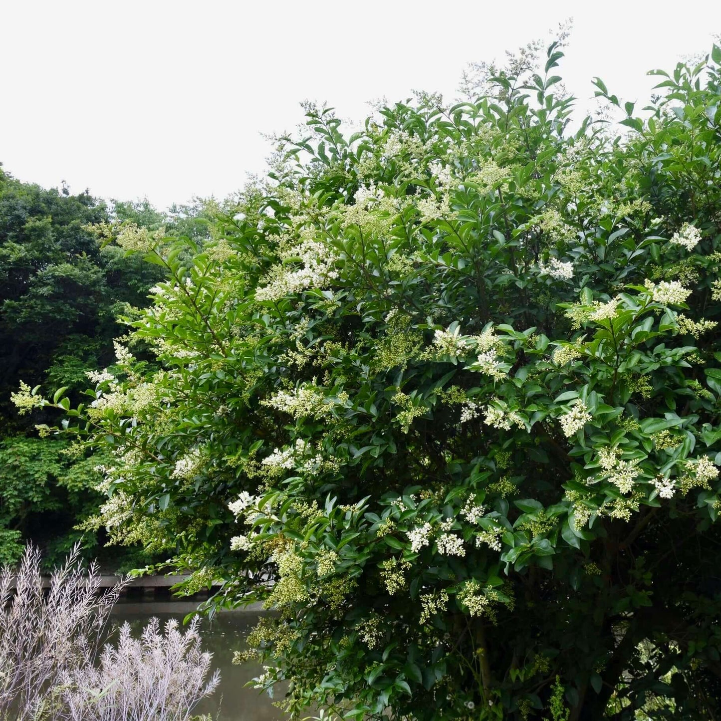 Wax-leaf Privet Bush (7823951790335)