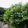 Waxleaf Privet Bush