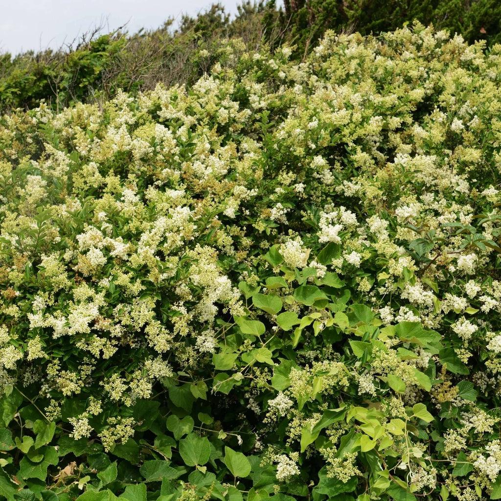 Waxleaf Privet (7823951855871)