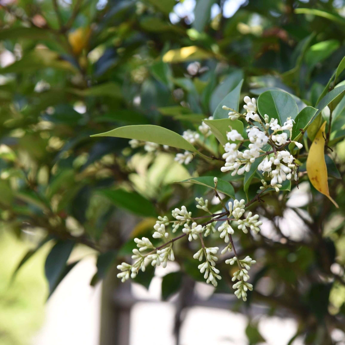Ligustrum Texanum - Wax-leaf Privet Staked Column