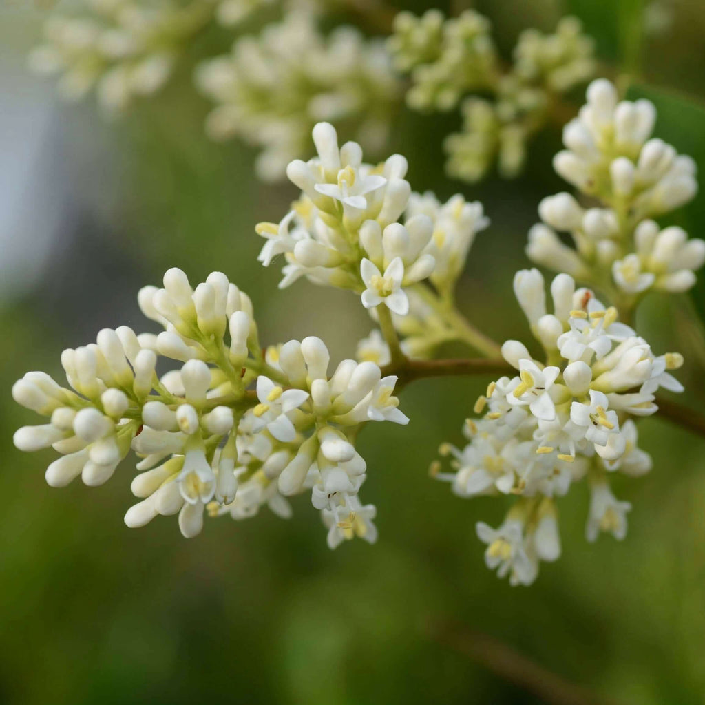 Waxleaf Privet (7823951855871)