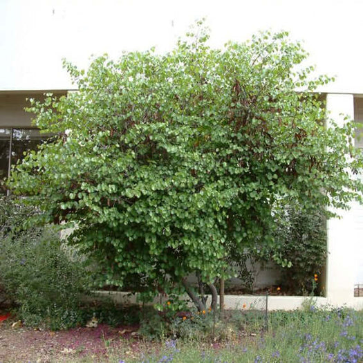 Western Redbud Tree (Cercis occidentalis Multi) – Plants Express